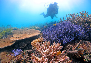 Diver surveys FN GBR_by_Ray Berkelmans AIMS