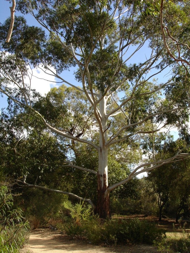 Flooded gum