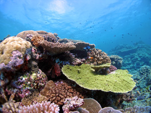 Far Nothern GBR_by LK Bay
