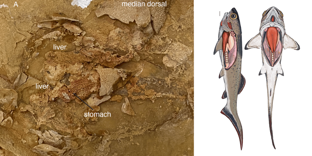 Ventral stomach wall and liver of arthrodires (L) and 
reconstruction of arthrodire internal anatomy (R). Source: 
Trinajstic et al. 2022.