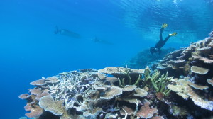 ###_VARIED_### Snorkellers on a beautiful reef with abundant plating acropora. Mirror-calm day on the outer GBR.