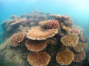 In 2005 this bommie was devoid of coral after a large cyclone crossed over. Six years later there are many medium-sized recruits, all about the same size, which will soon form close to 100% coral cover.