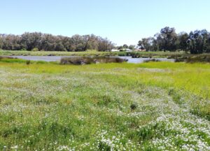 Saltmarsh