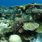 Scott Reef had largely recovered from a catastrophic mass bleaching of corals within twelve years of the disturbance, despite the lack of connectivity to other reefs in the region. The rate of recovery was attributed to the lack of many local anthropogenic pressures affecting reefs around the world, such as degraded water quality and overfishing of herbivores (credit: N Thake).