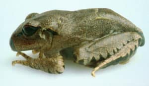 A great barred frog (Mixophyes fasciolatus) infected with the chytrid fungus.
