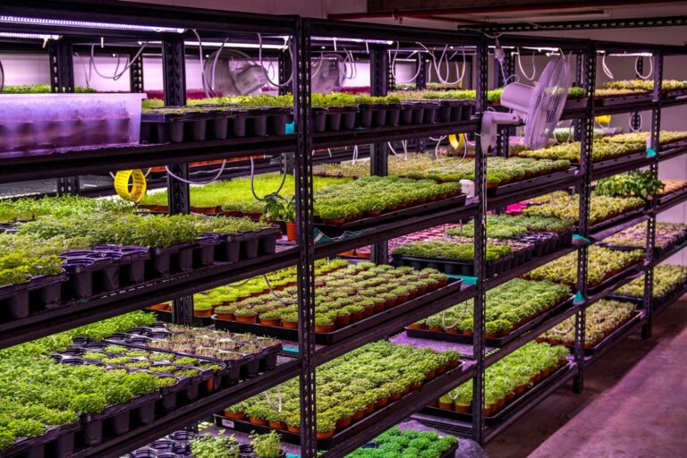 A farm under Sydney; orchids ‘liked’ to death; and sea cucumbers save Groote Eylandt – Science Week is coming