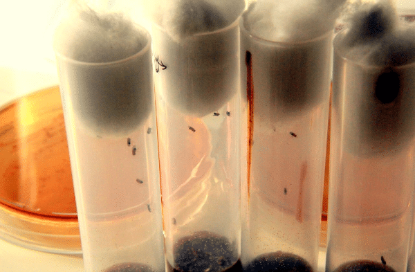 flies