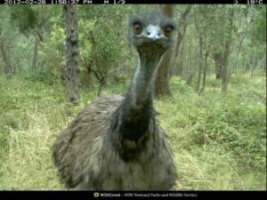emu
