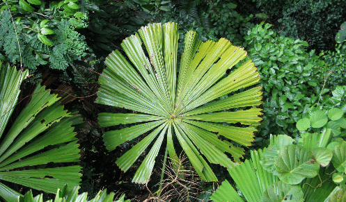 Big Leaf
