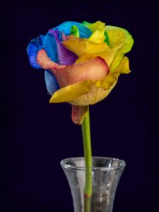 Rainbow rose in vase