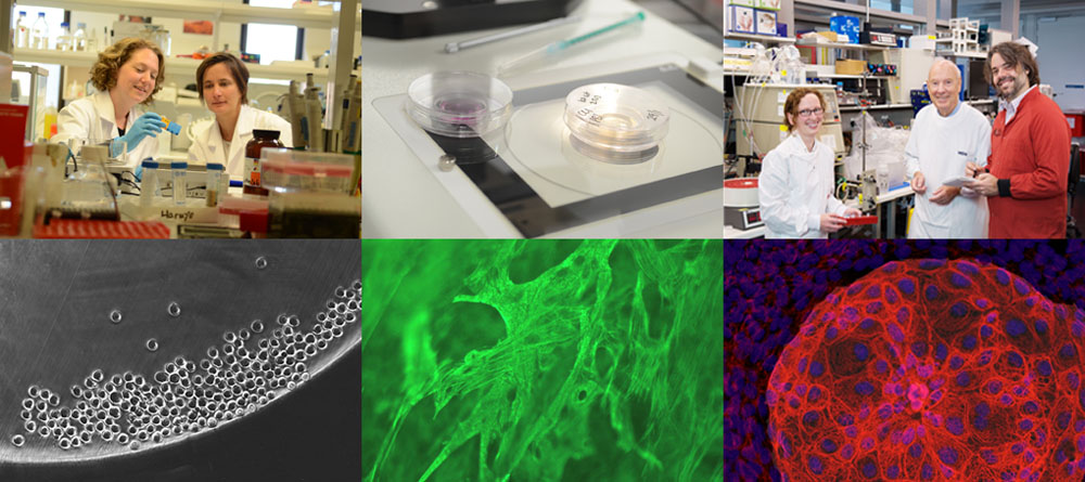 Scenes from Australian stem cell science. Credit: images by Mark Coulson, David Haylock, Megan Munsie and Ernst Wolvetang